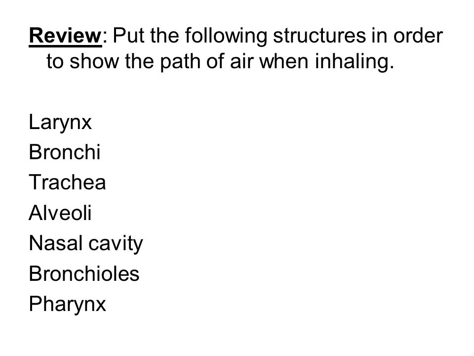Review: Put the following structures in order to show the path of air when inhaling.