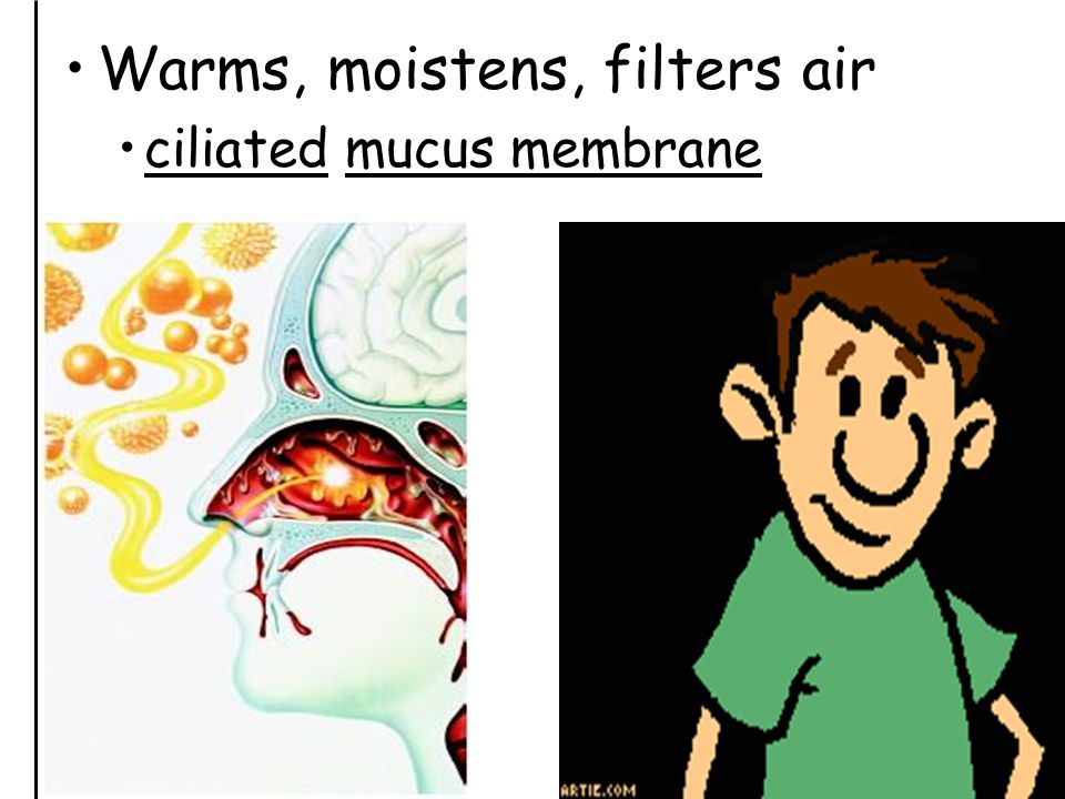 Warms, moistens, filters air