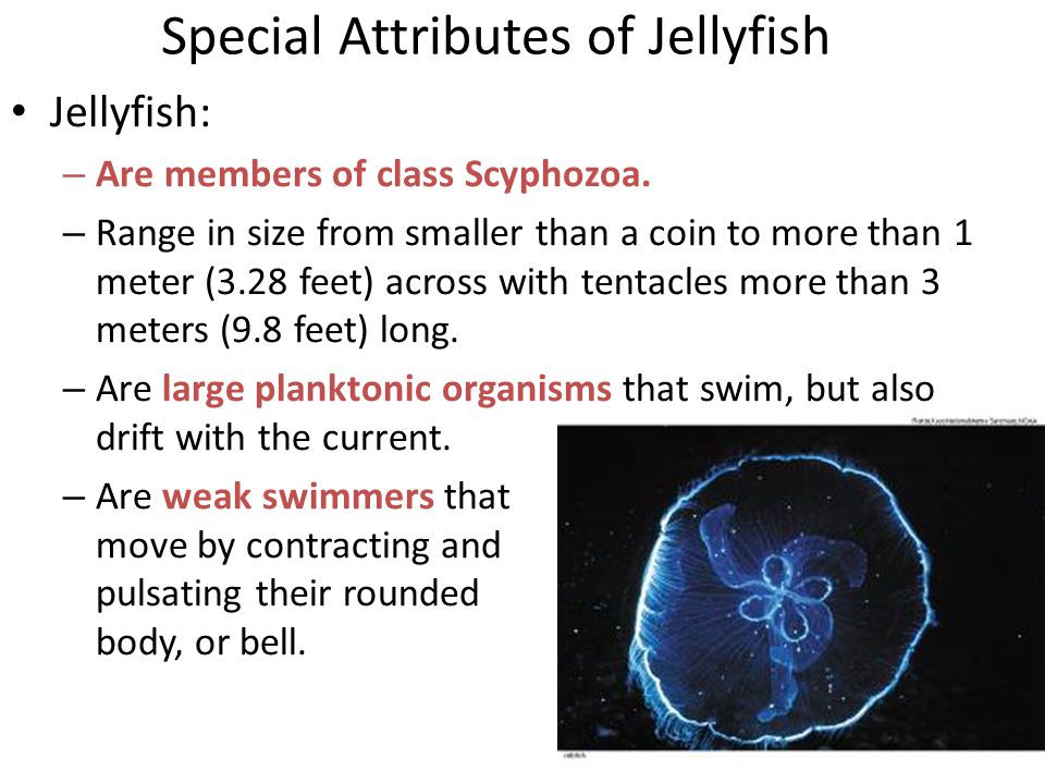 Special Attributes of Jellyfish