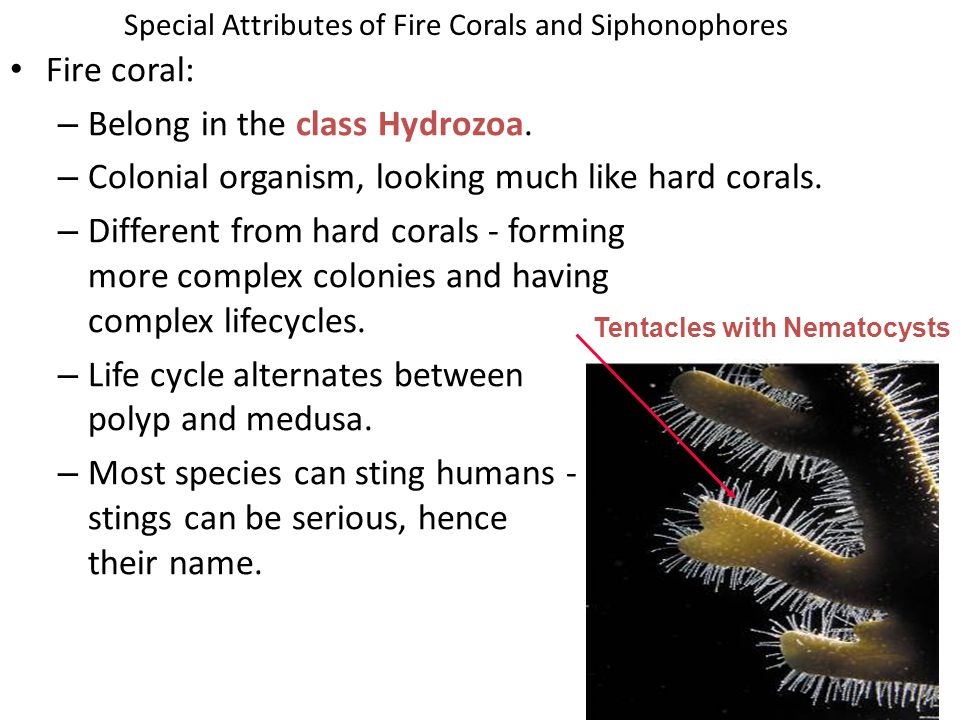 Special Attributes of Fire Corals and Siphonophores