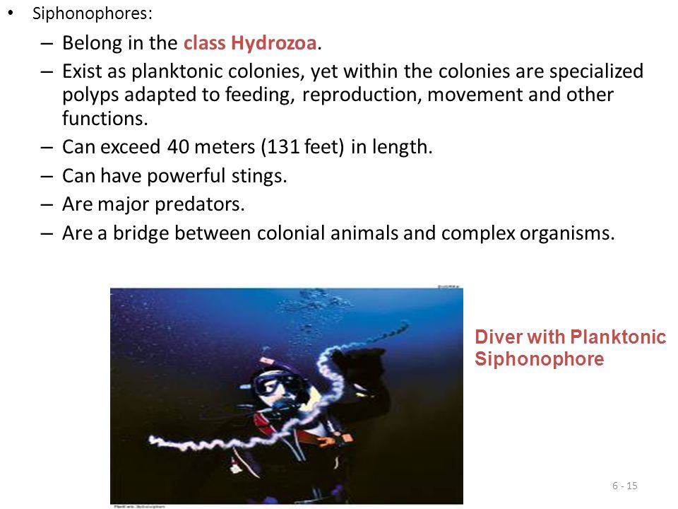 Belong in the class Hydrozoa.