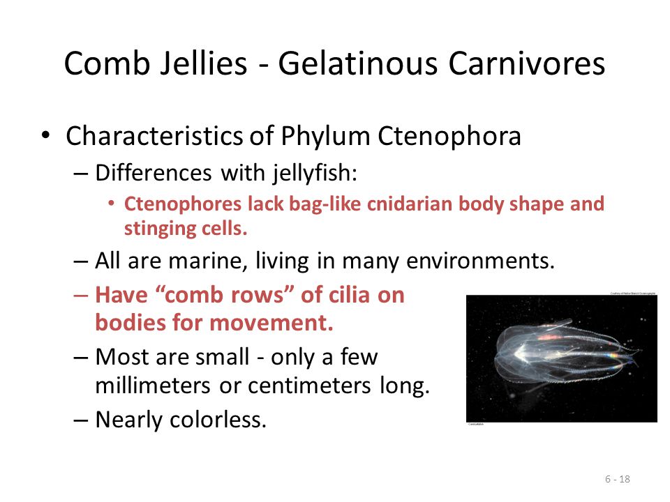 Comb Jellies - Gelatinous Carnivores