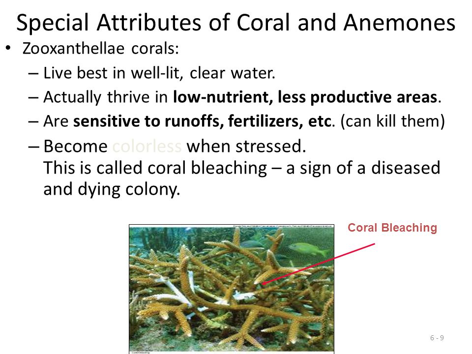 Special Attributes of Coral and Anemones