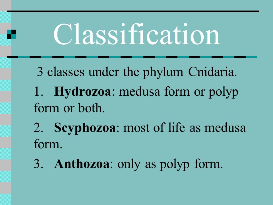 Classification 3 classes under the phylum Cnidaria.