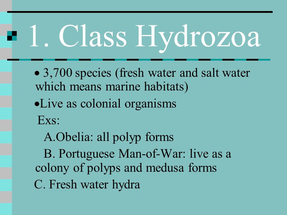1. Class Hydrozoa · 3,700 species (fresh water and salt water which means marine habitats) ·Live as colonial organisms.
