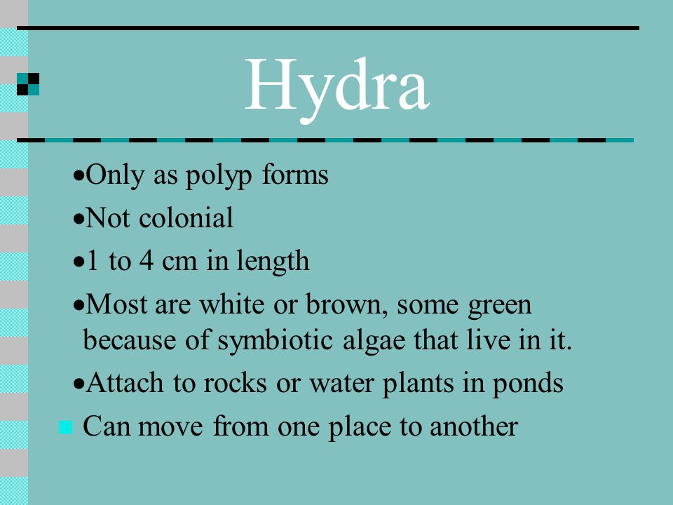 Hydra ·Only as polyp forms ·Not colonial ·1 to 4 cm in length