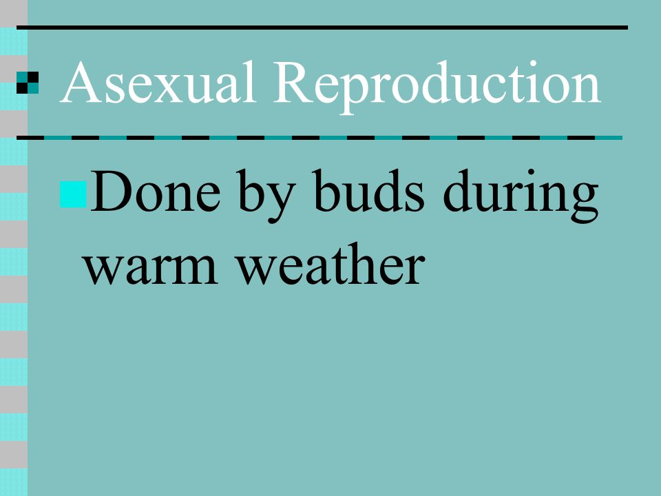 Asexual Reproduction Done by buds during warm weather