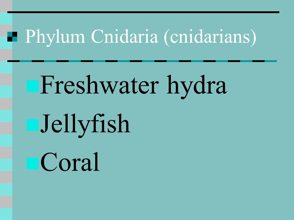 Phylum Cnidaria (cnidarians)