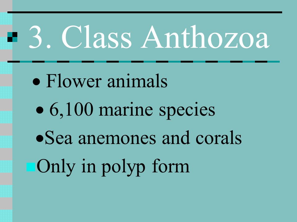 3. Class Anthozoa · 6,100 marine species ·Sea anemones and corals