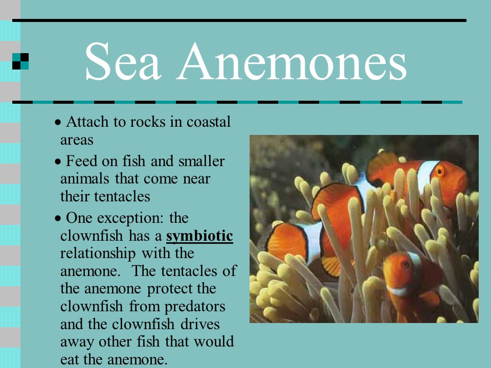 Sea Anemones · Attach to rocks in coastal areas