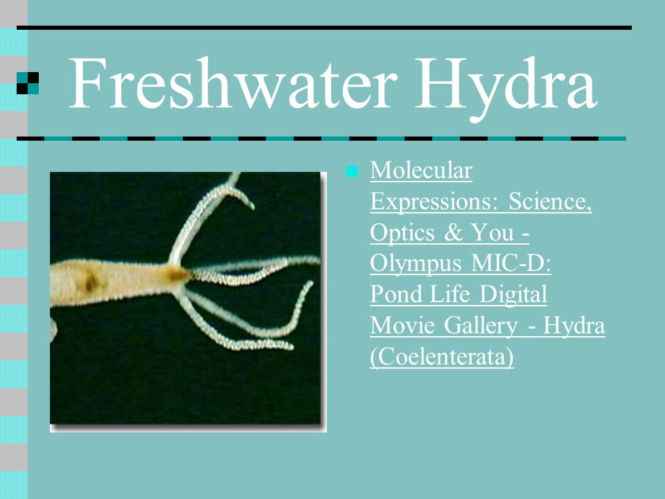 Freshwater Hydra Molecular Expressions: Science, Optics & You - Olympus MIC-D: Pond Life Digital Movie Gallery - Hydra (Coelenterata)