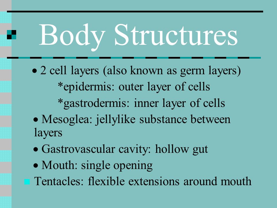 Body Structures *epidermis: outer layer of cells