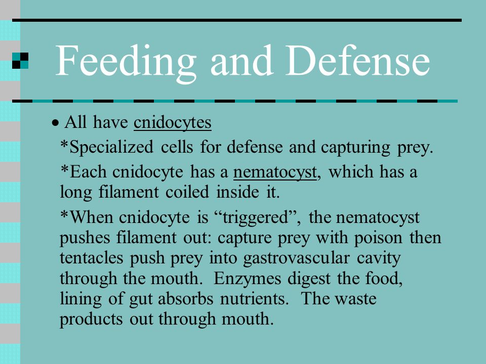Feeding and Defense · All have cnidocytes