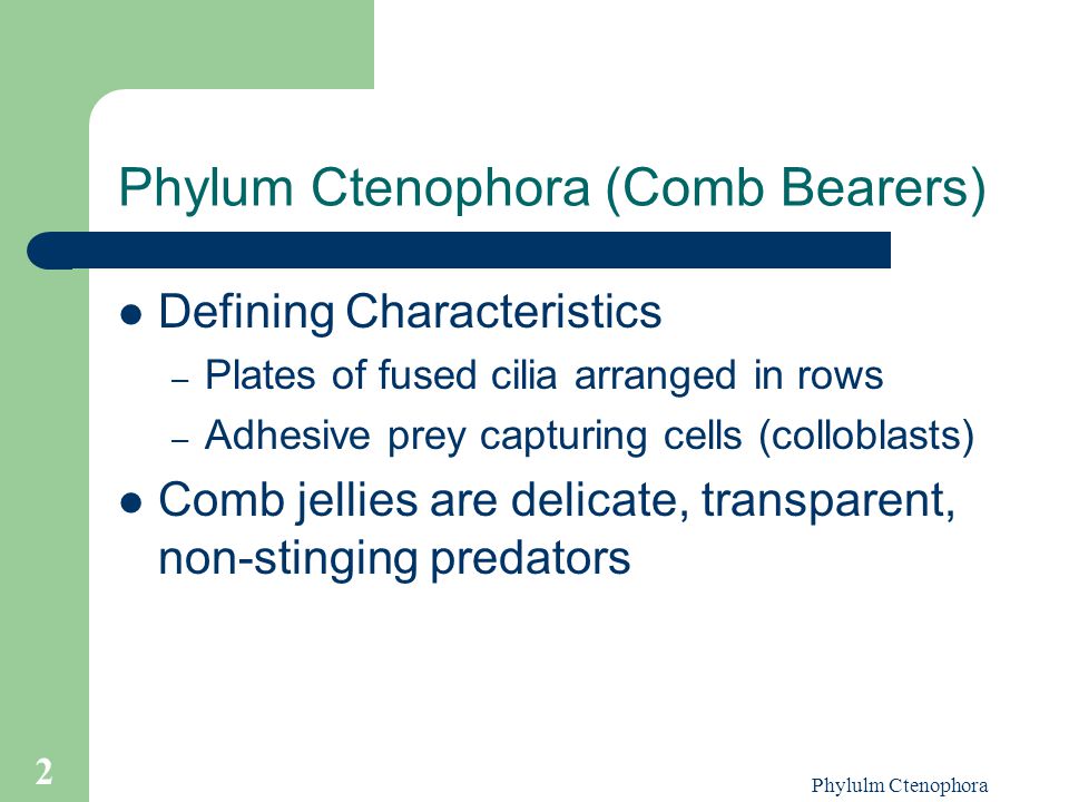 Phylum Ctenophora (Comb Bearers)