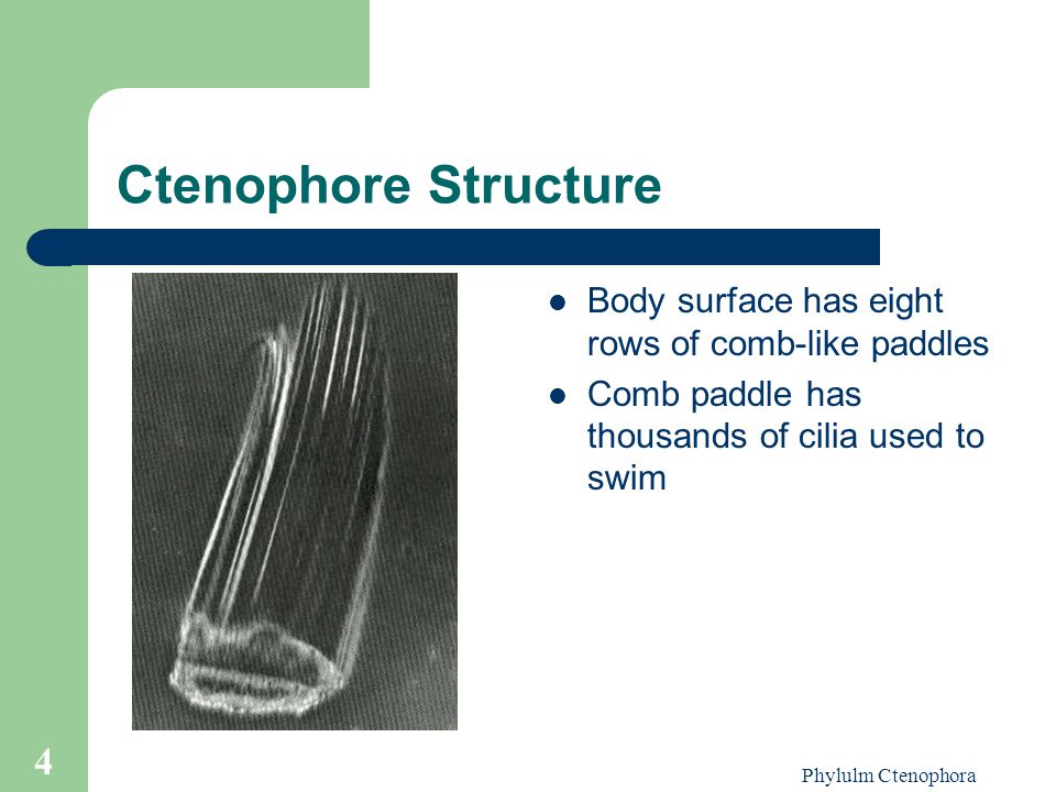 Ctenophore Structure Body surface has eight rows of comb-like paddles