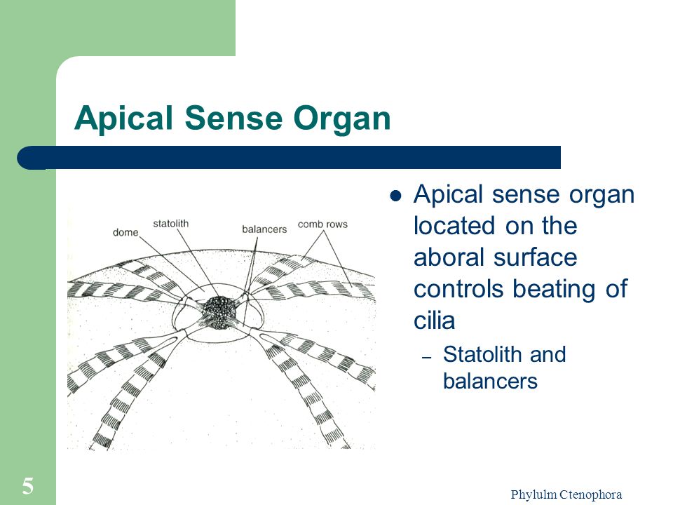 Apical Sense Organ Apical sense organ located on the aboral surface controls beating of cilia. Statolith and balancers.
