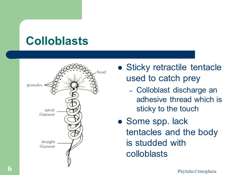 Colloblasts Sticky retractile tentacle used to catch prey