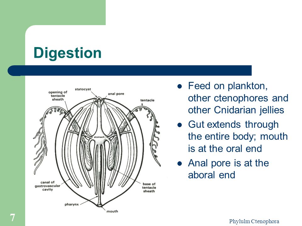 Digestion Feed on plankton, other ctenophores and other Cnidarian jellies. Gut extends through the entire body; mouth is at the oral end.
