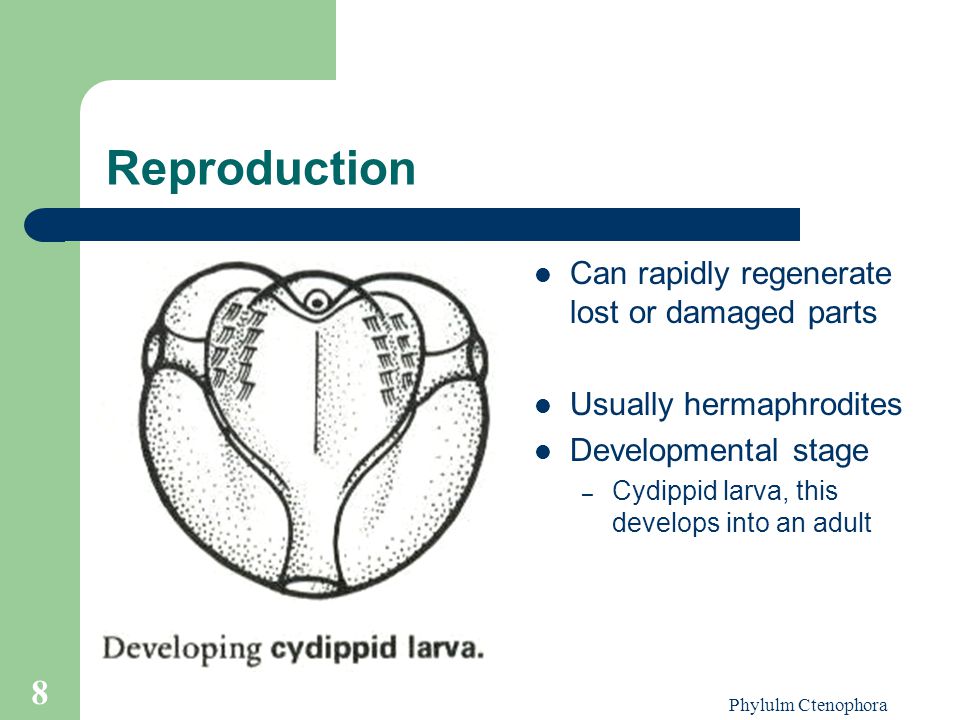Reproduction Can rapidly regenerate lost or damaged parts