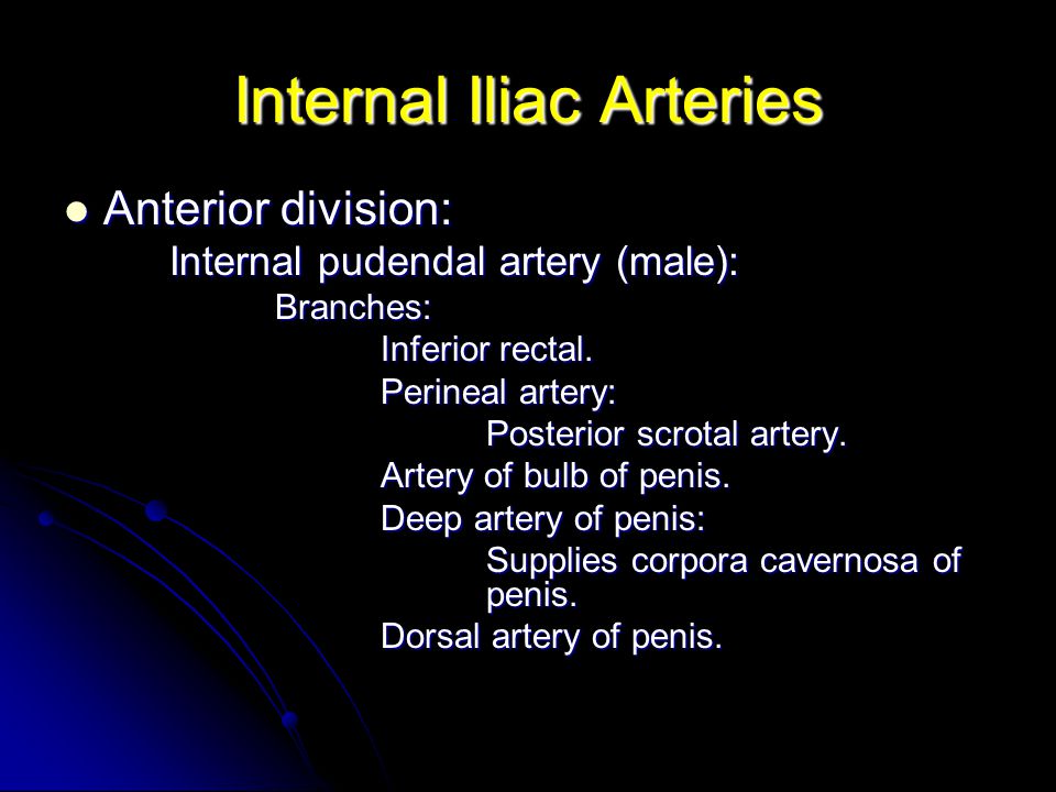 pudendal,frenulum internal iliac arteries anterior division:internal pudendal