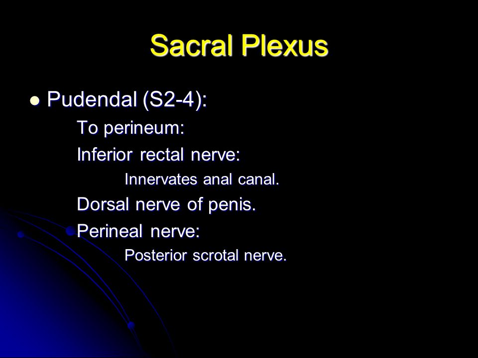 pelvic blood supply.