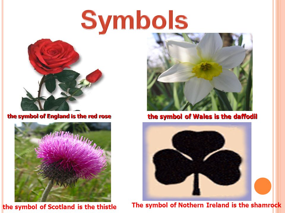 Symbols the symbol of Wales is the daffodil