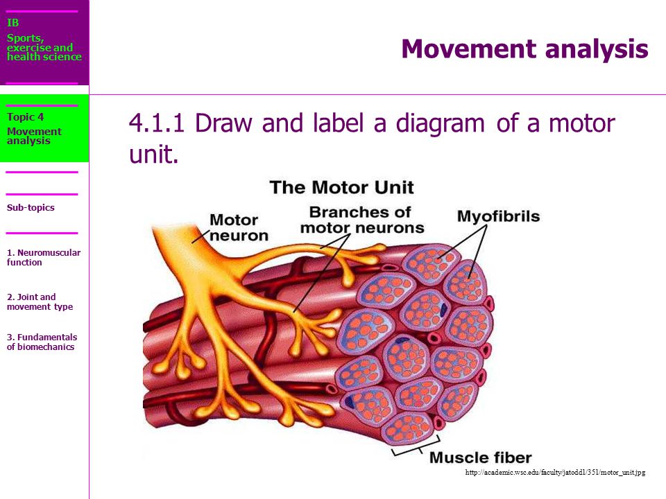 4 1 1 Draw And Label A Diagram Of A Motor Unit Ppt Video Online