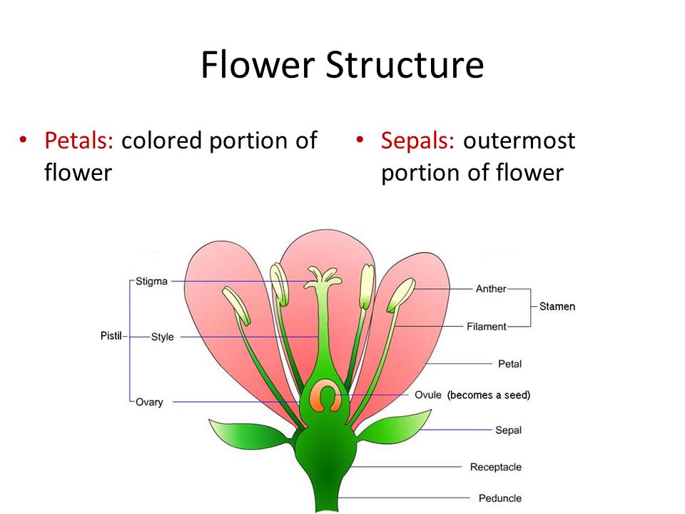 Flower Structure Petals: colored portion of flower