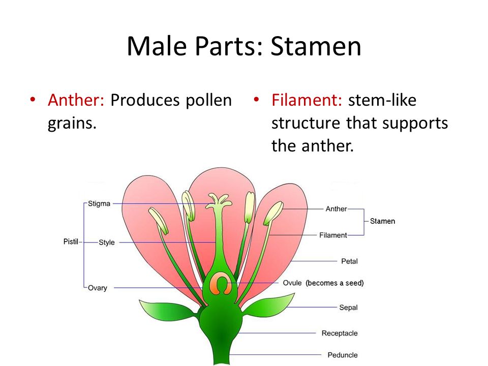 Male Parts: Stamen Anther: Produces pollen grains.