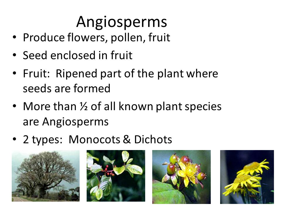 Angiosperms Produce flowers, pollen, fruit Seed enclosed in fruit