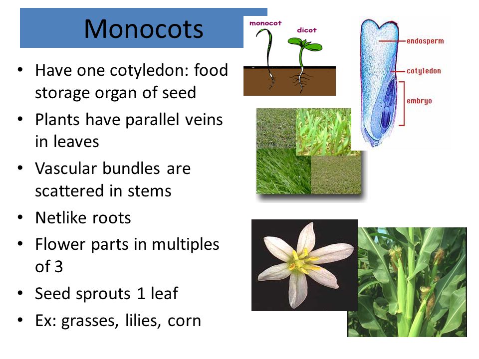 Monocots Have one cotyledon: food storage organ of seed