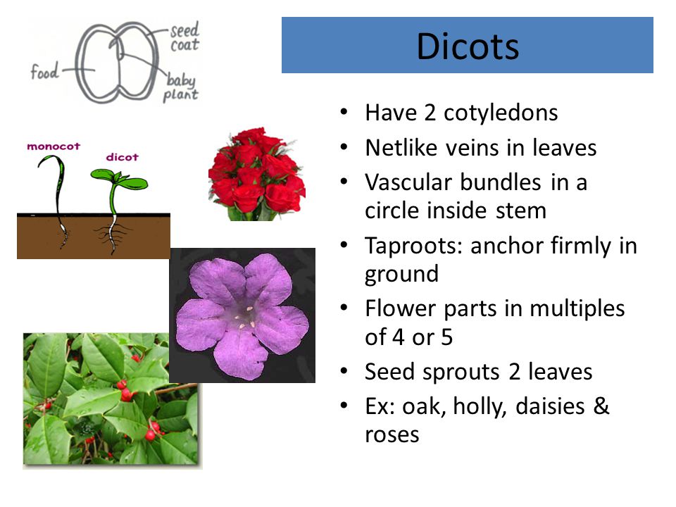 Dicots Have 2 cotyledons Netlike veins in leaves