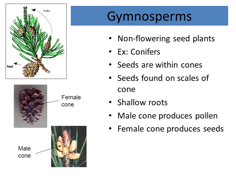 Gymnosperms Non-flowering seed plants Ex: Conifers