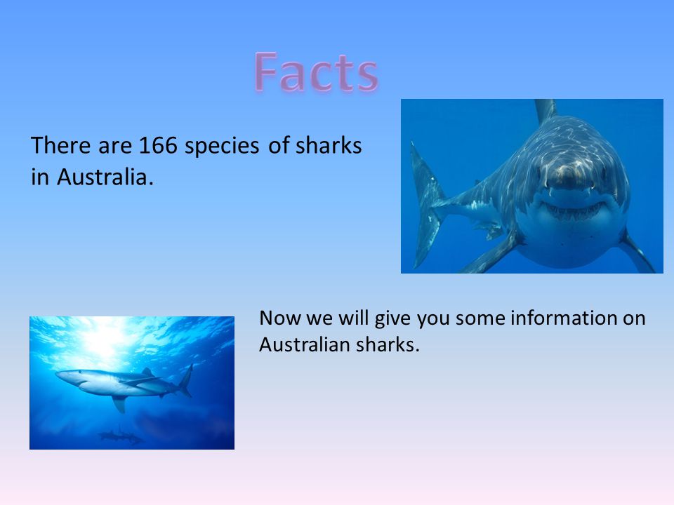 Facts There are 166 species of sharks in Australia.