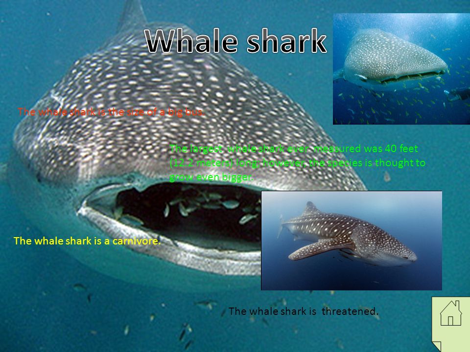 Whale shark The whale shark is the size of a big bus.