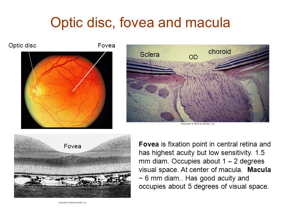 Optic disc, fovea and macula