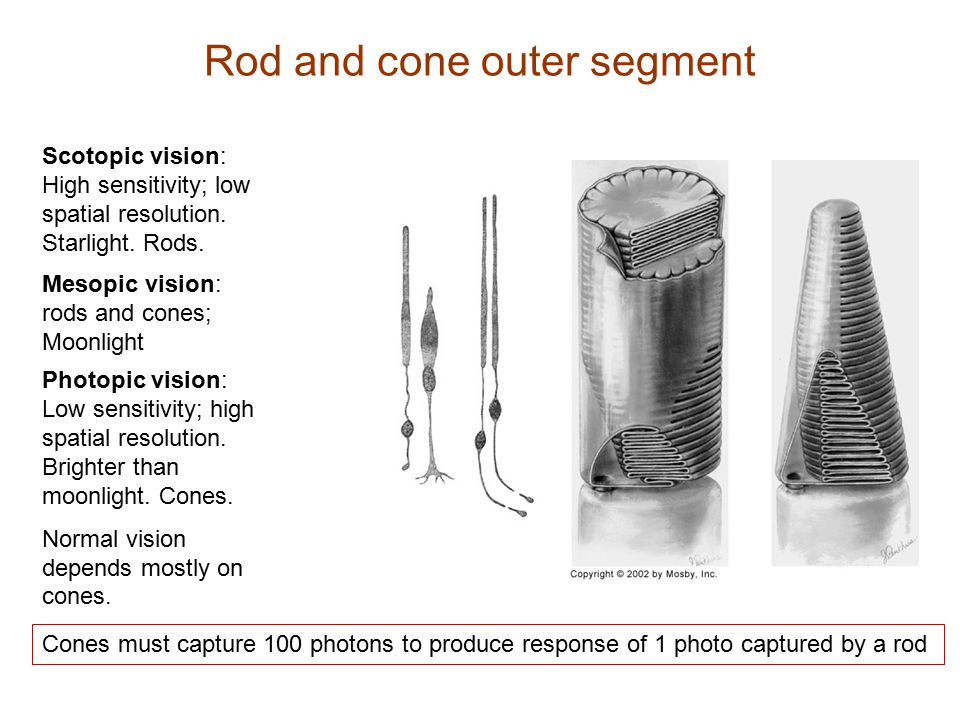 Rod and cone outer segment