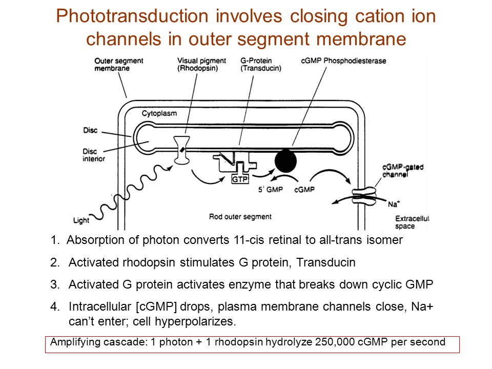Phototransduction involves closing cation ion channels in outer segment membrane