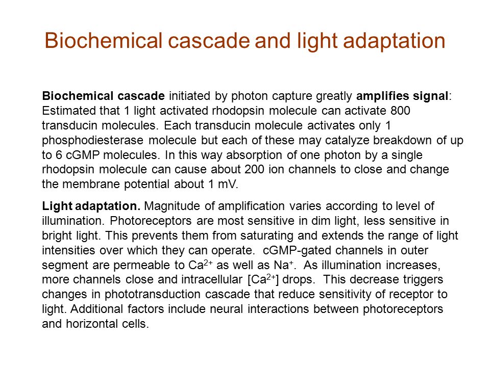 Biochemical cascade and light adaptation