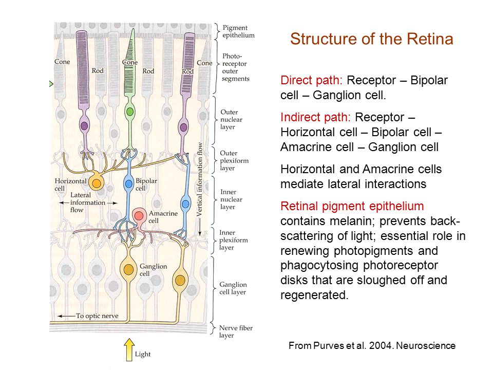 Structure of the Retina