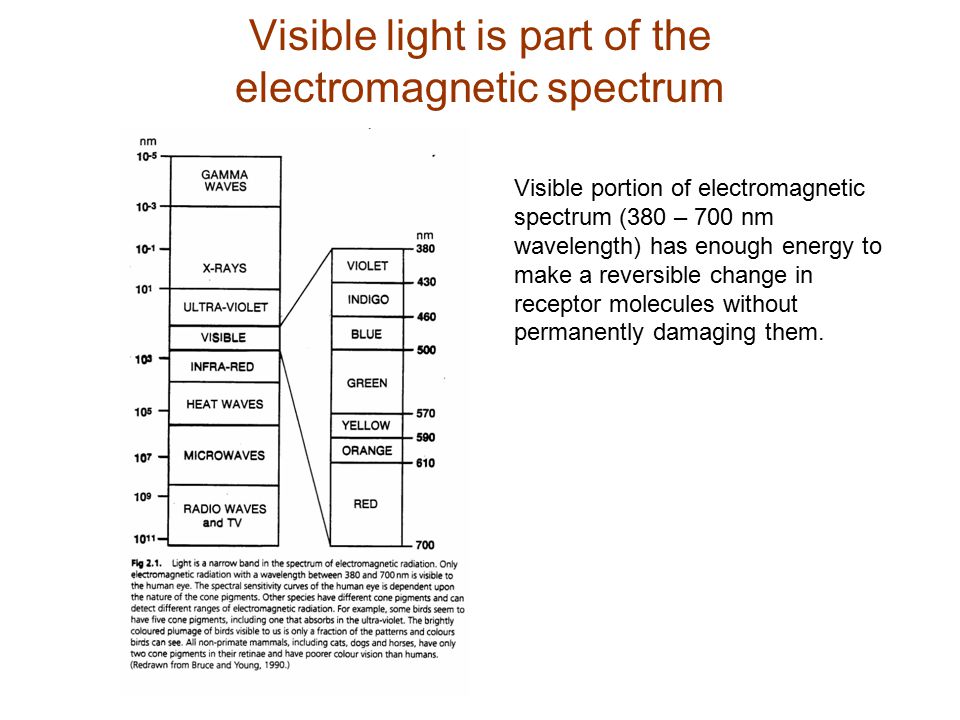 Visible light is part of the electromagnetic spectrum
