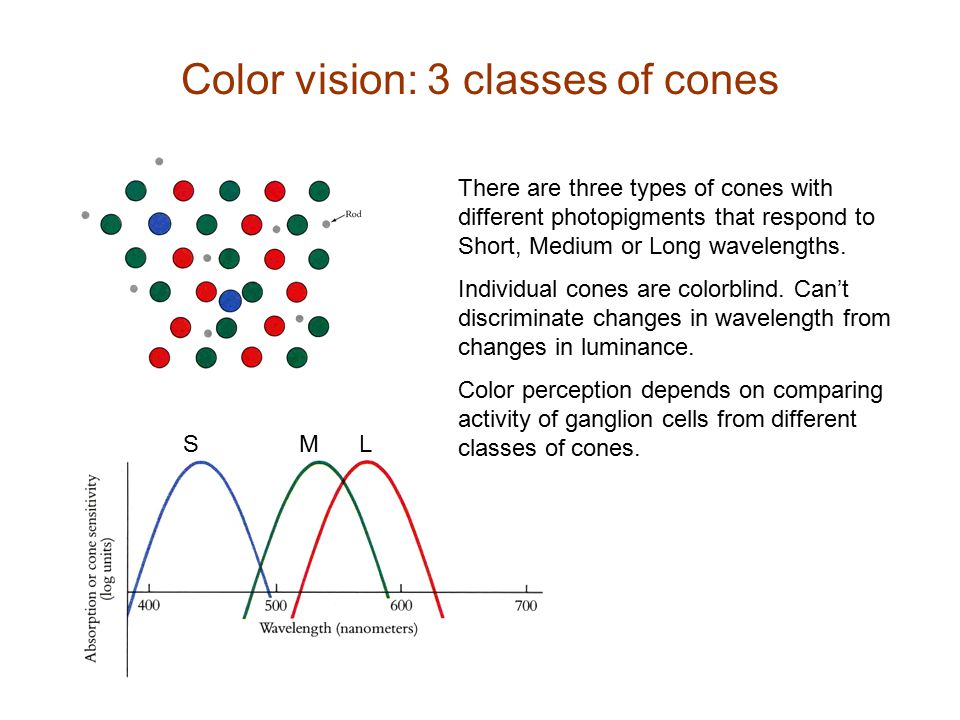 Color vision: 3 classes of cones