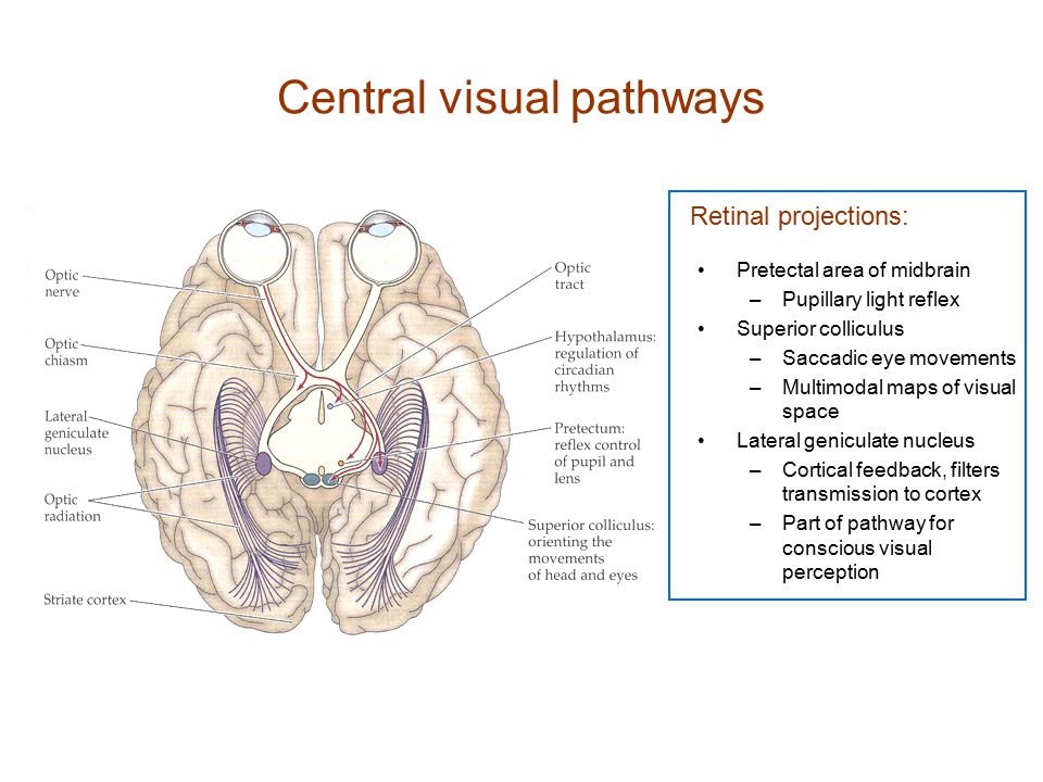 Central visual pathways