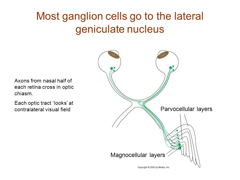Most ganglion cells go to the lateral geniculate nucleus