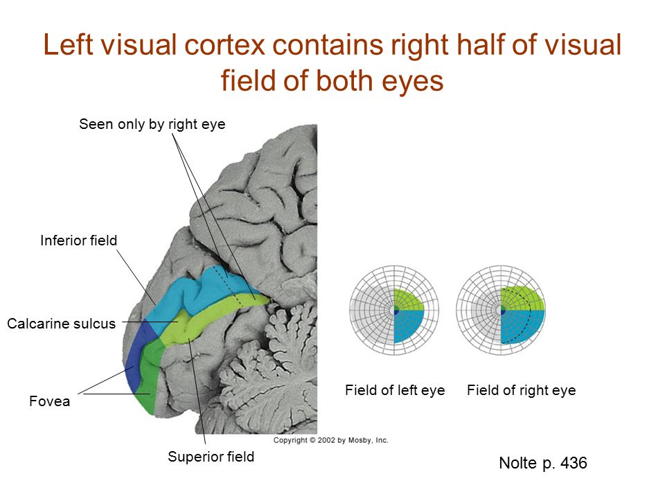 Left visual cortex contains right half of visual field of both eyes