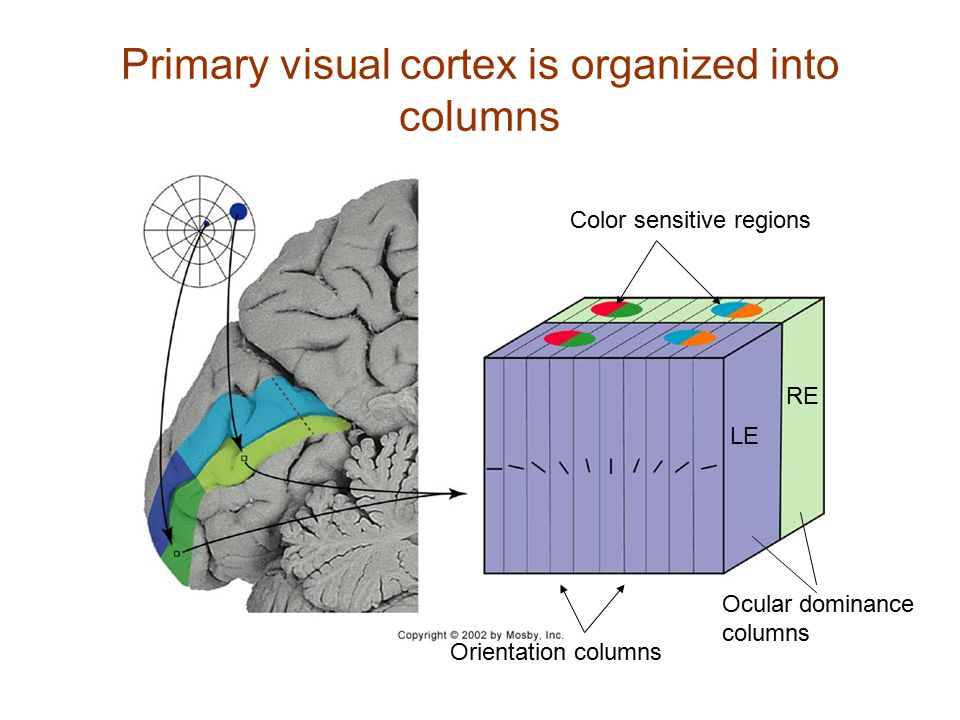 Primary visual cortex is organized into columns
