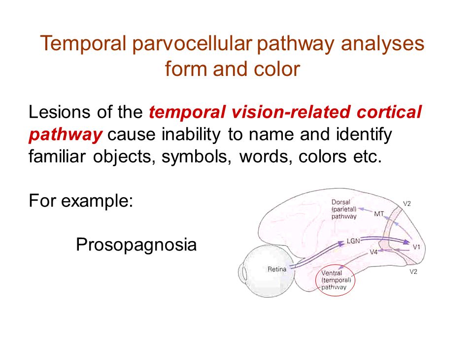 Temporal parvocellular pathway analyses form and color