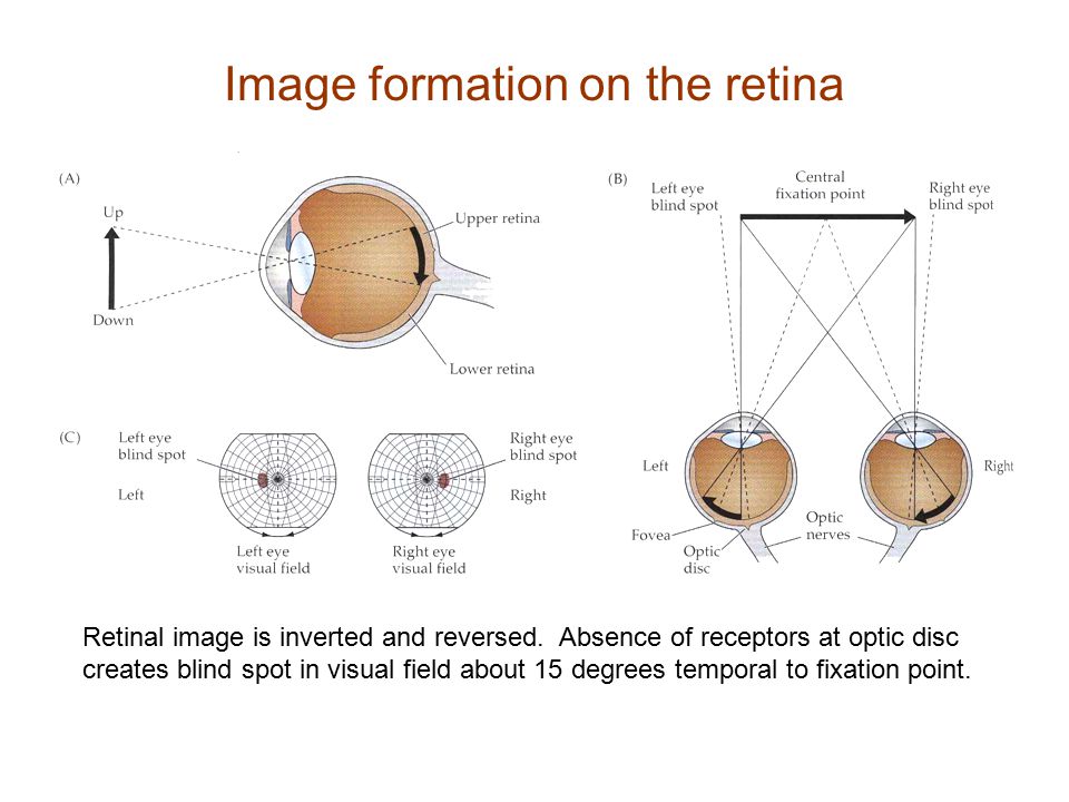 Image formation on the retina
