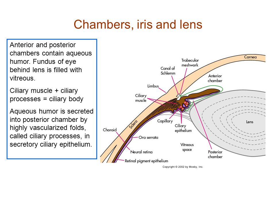 Chambers, iris and lens Anterior and posterior chambers contain aqueous humor. Fundus of eye behind lens is filled with vitreous.