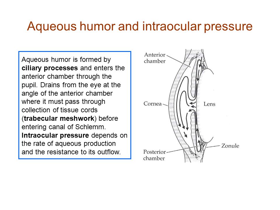 Aqueous humor and intraocular pressure